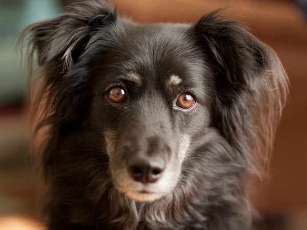 Browned eyed dog looking at you
