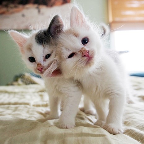 Two kittens playing