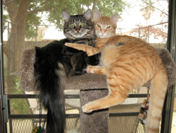 2 Adult Cats lying on a cat tree