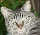 Photo of tabby cat