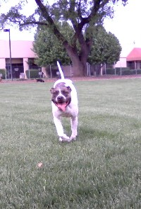 A dog enjoying the dog park