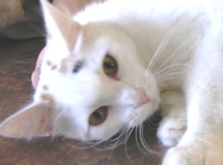 A white cat snoozing on the floor