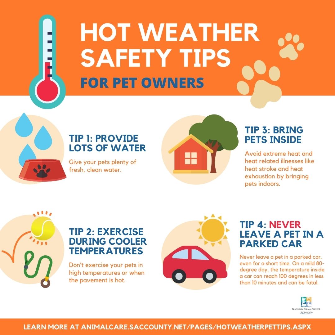 ACR - Hot Weather Safety Tips for Pet Owners.jpg