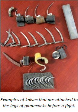Examples of knives that are attached to the legs of gamecocks before a fight.
