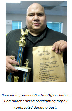 Supervising Animal Control Officer Ruben Hernandez holds a cockfighting trophy confiscated during a bust.