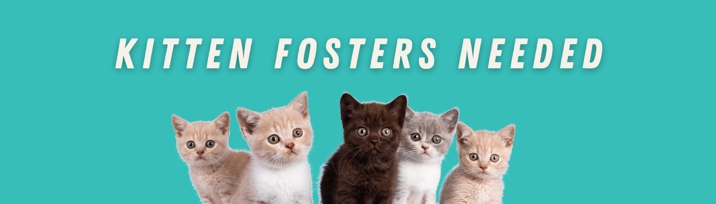 Save a Life! Become a Kitten Foster Today