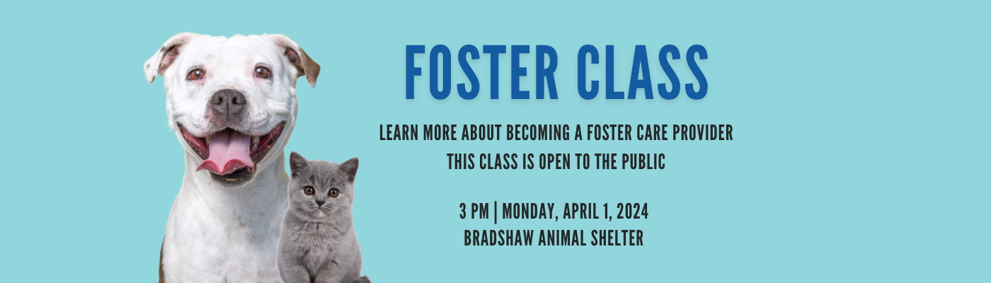Join Us for an In-Person Foster Class