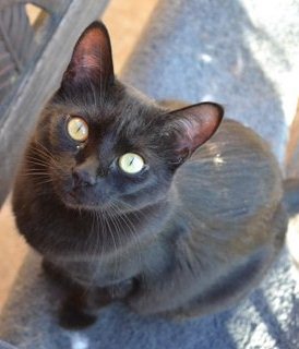 Black cat: Naomi