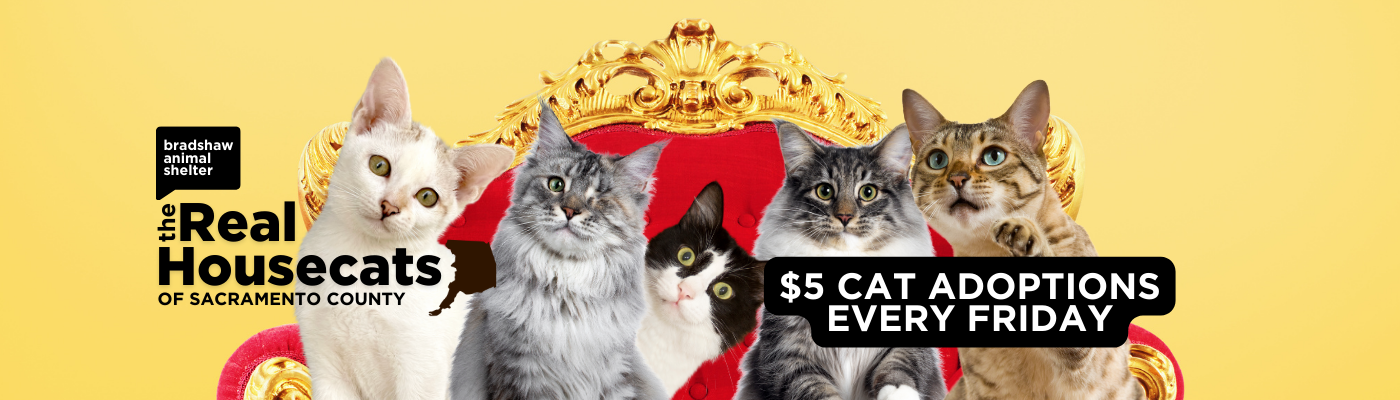 $5 Cat Adoptions Every Friday
