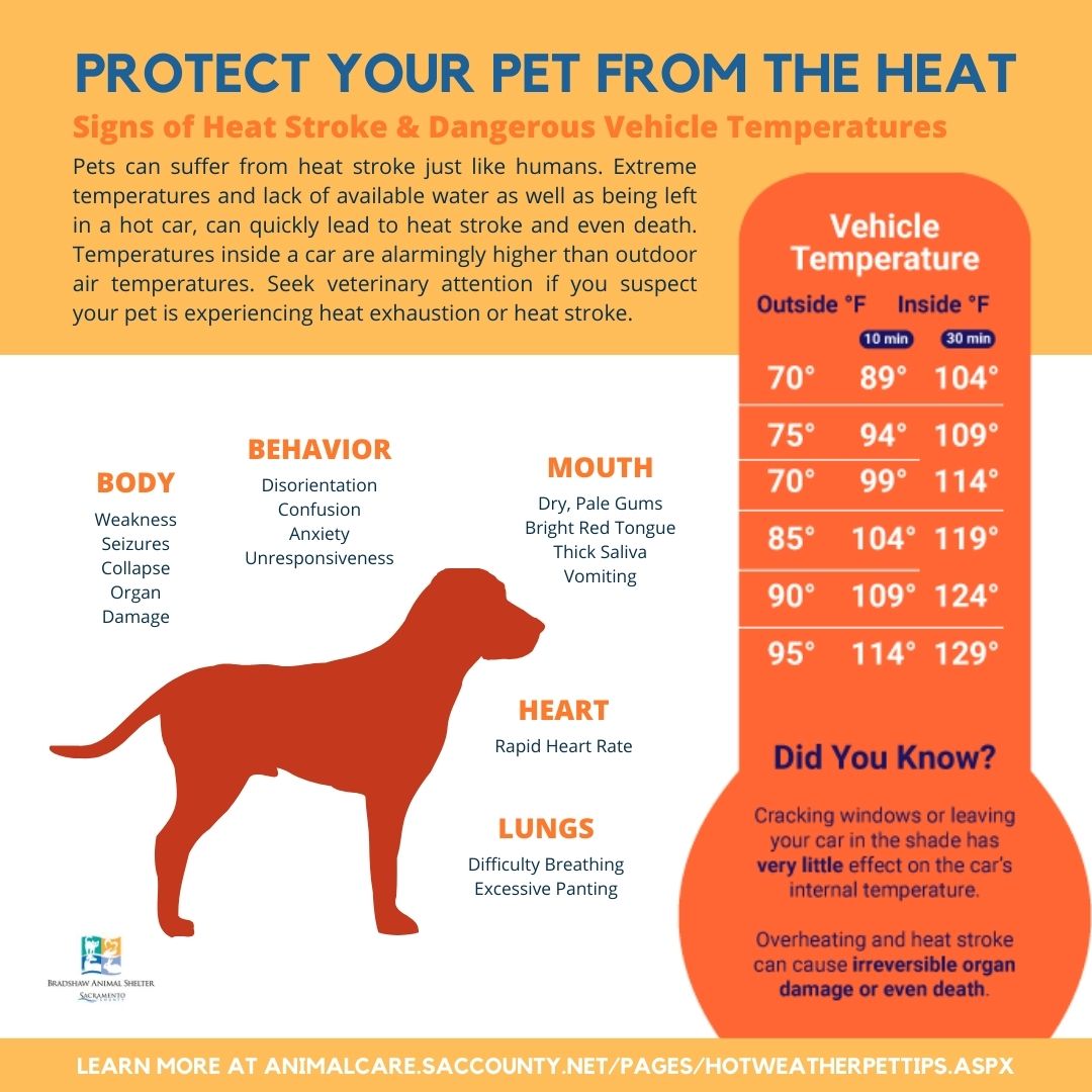 ACR - Signs of Heat Stroke in Pets & Dangerous Vehicle Temps.jpg