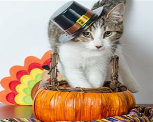 Thanksgiving Cat.png