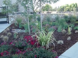 Rain Garden at the new Animal Care Facility