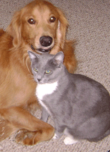 A golden retriever and gray cat pose for the camera