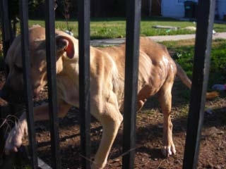 Chloe at the fence