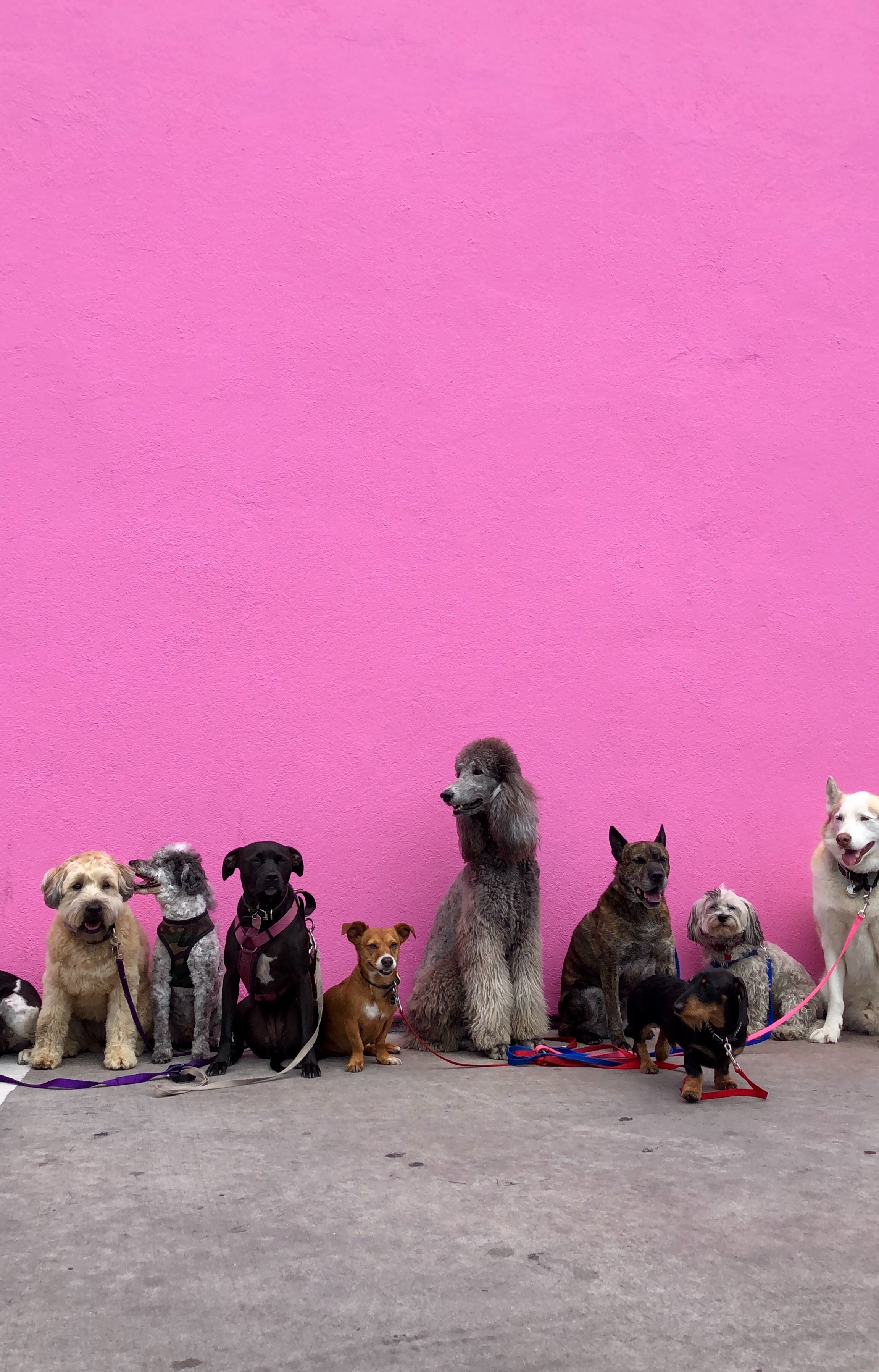 dogs lined up