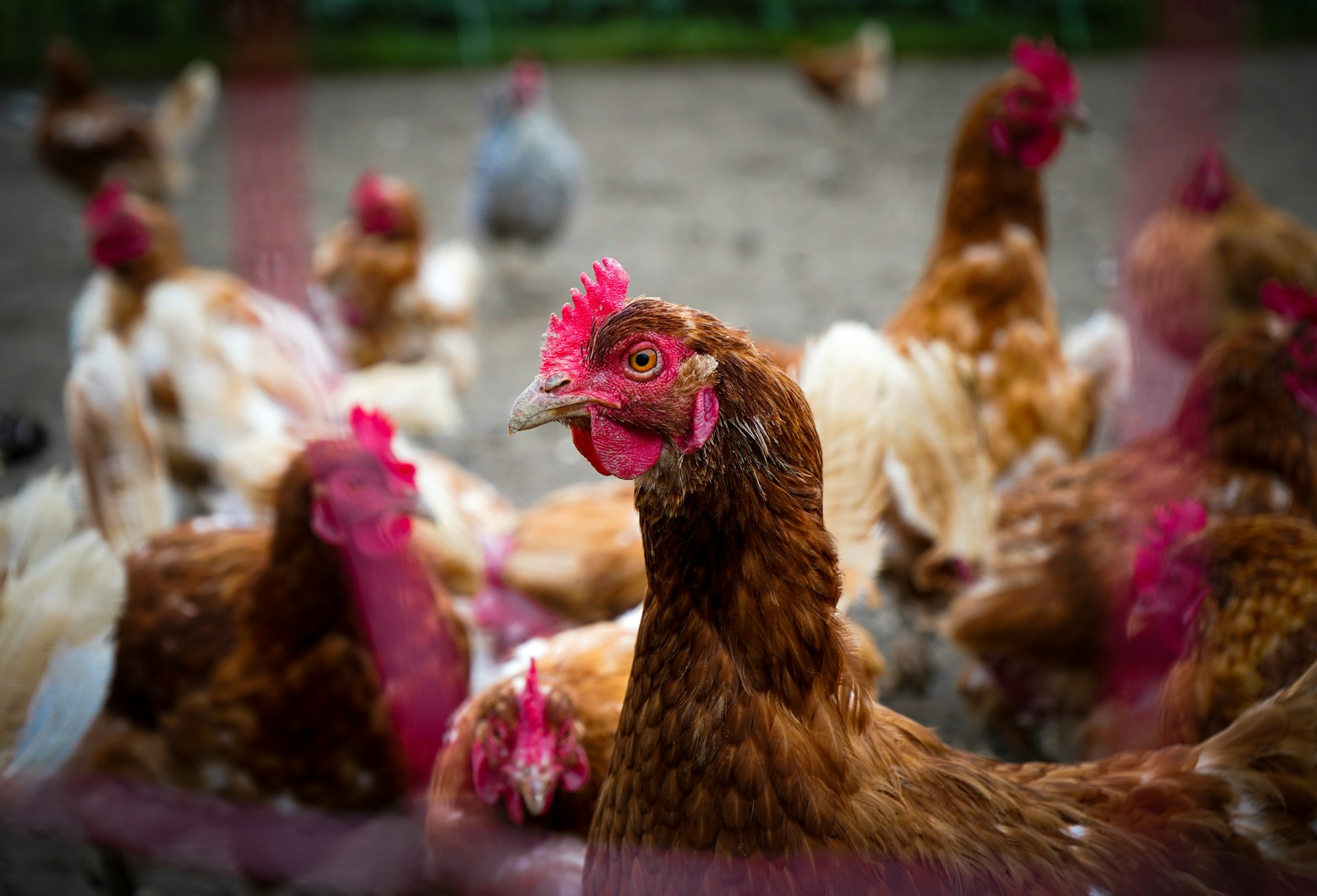 close up image of a rooster with chickens and roosters in the background