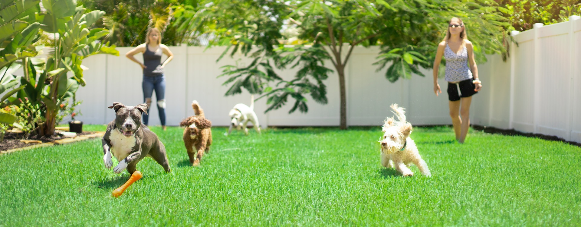dogs running on green grass