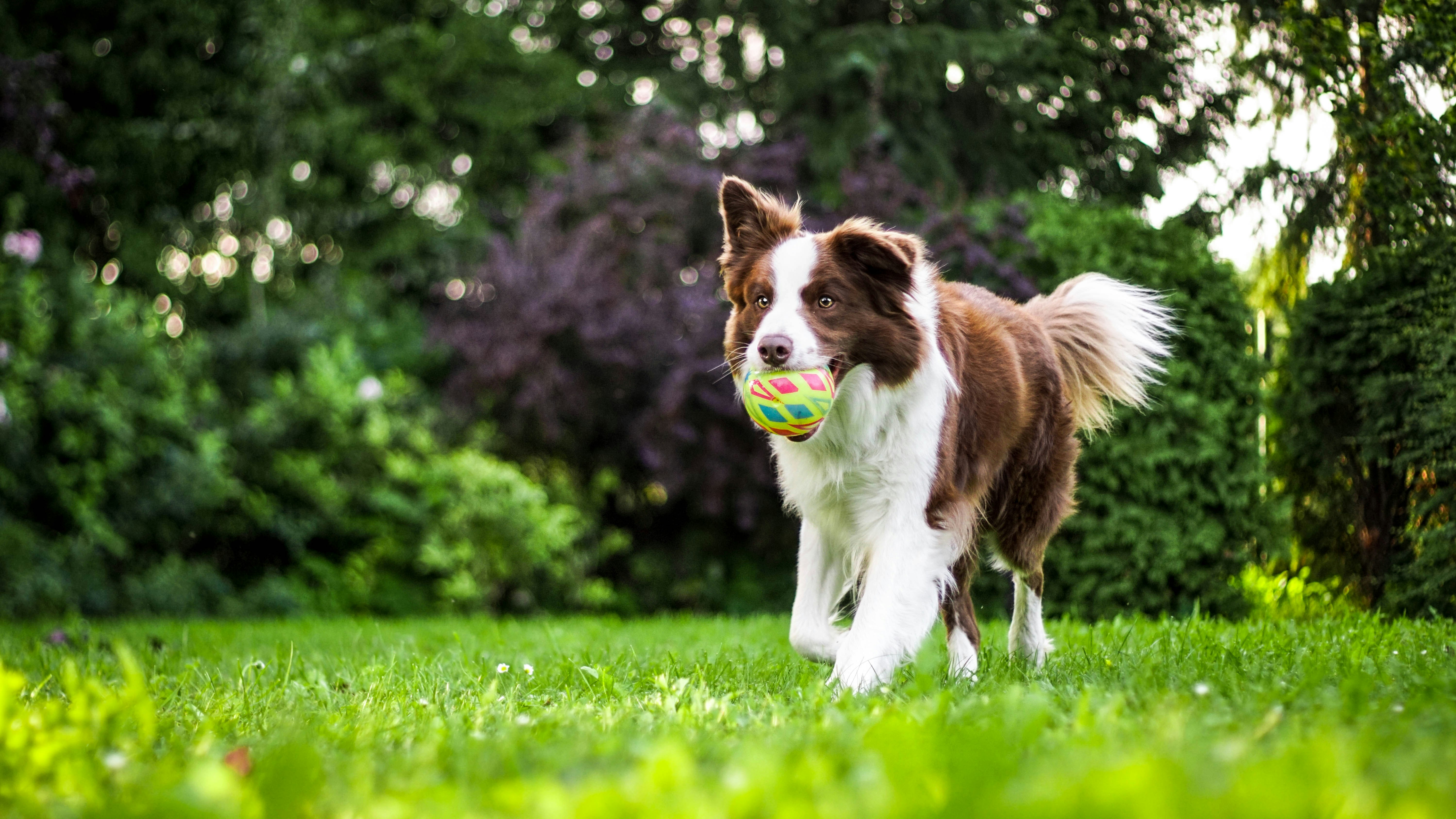 dogs playing in yard