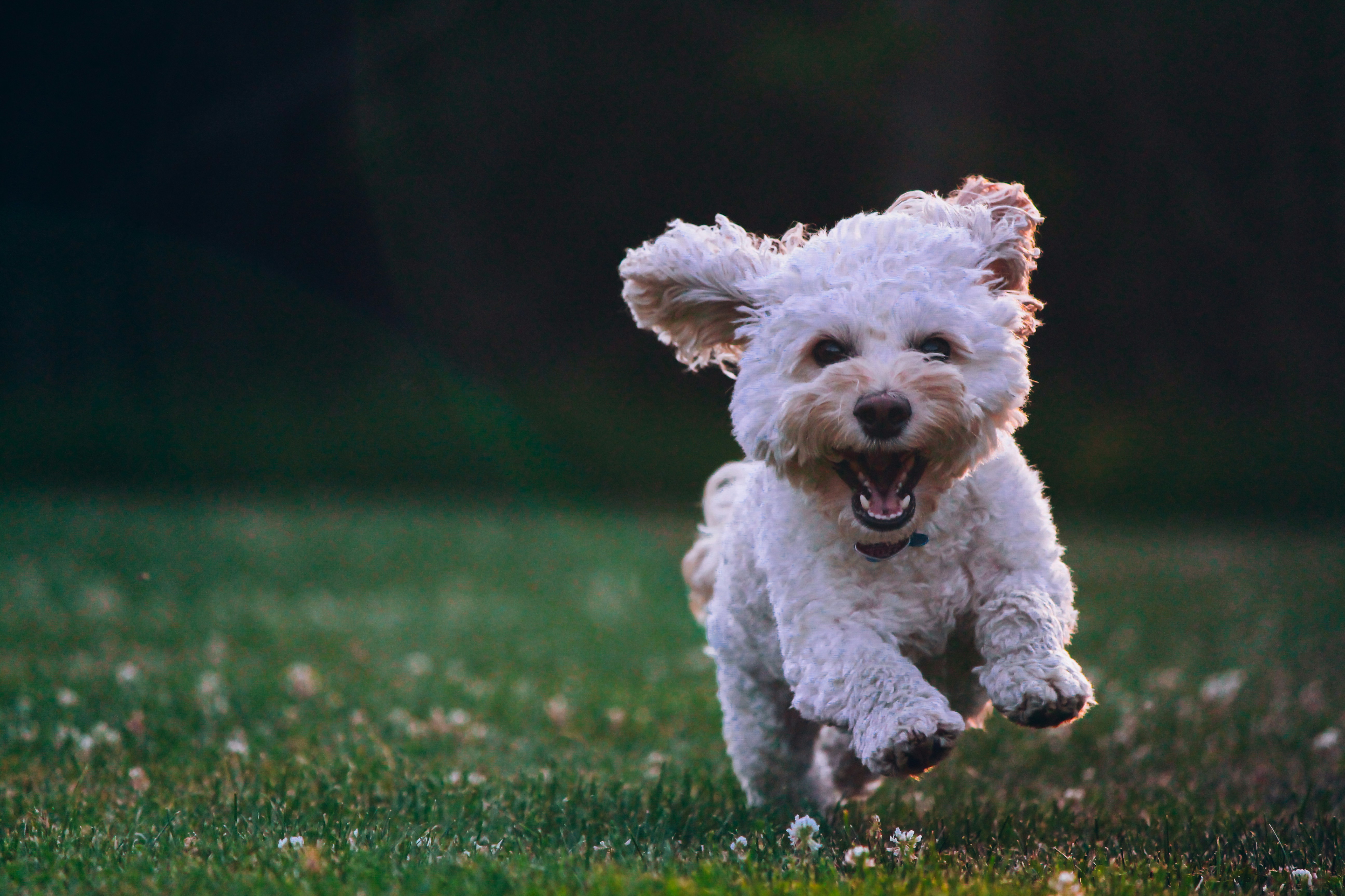 Happy small dog running on green grass