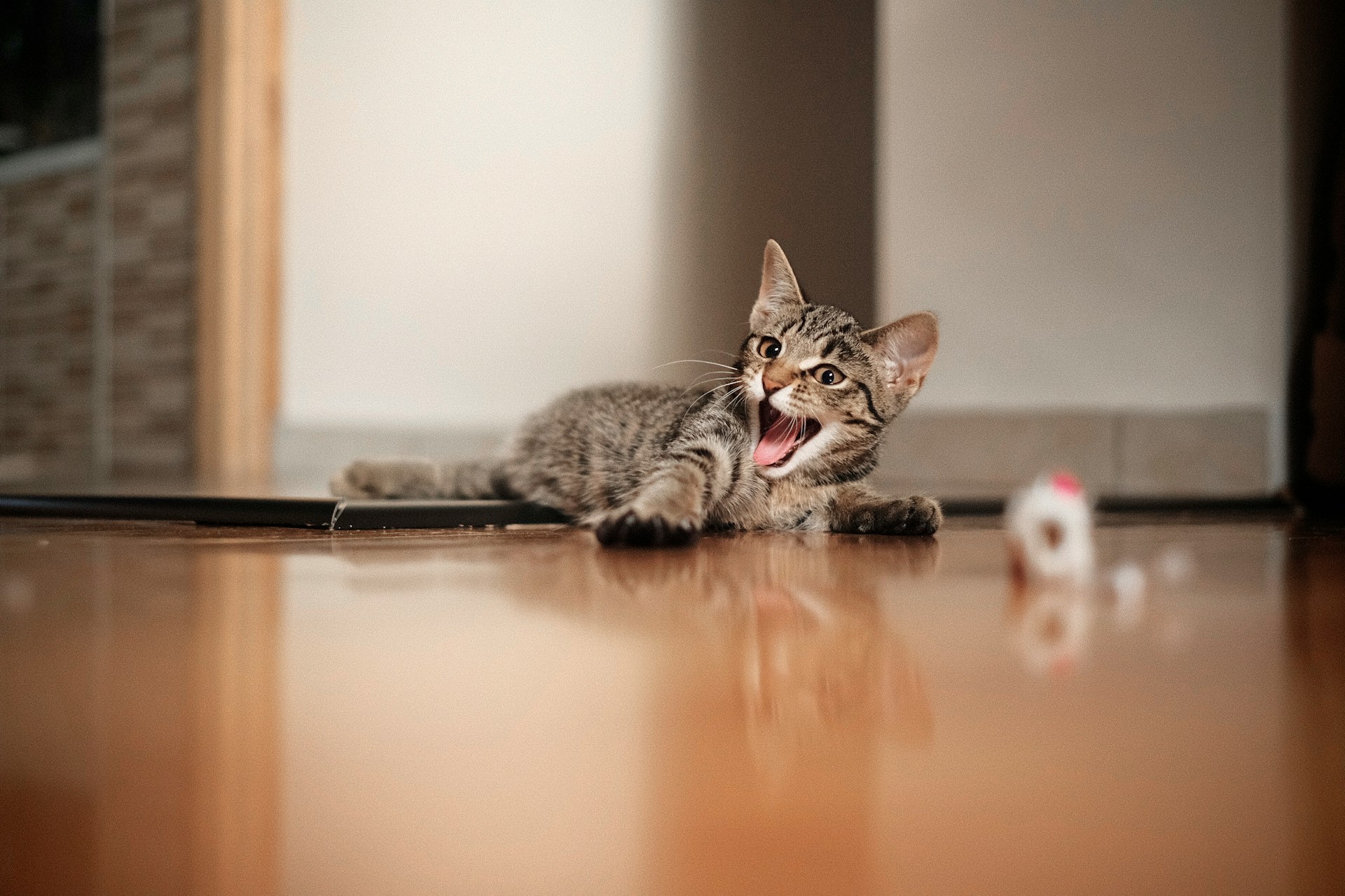 kitten yawning