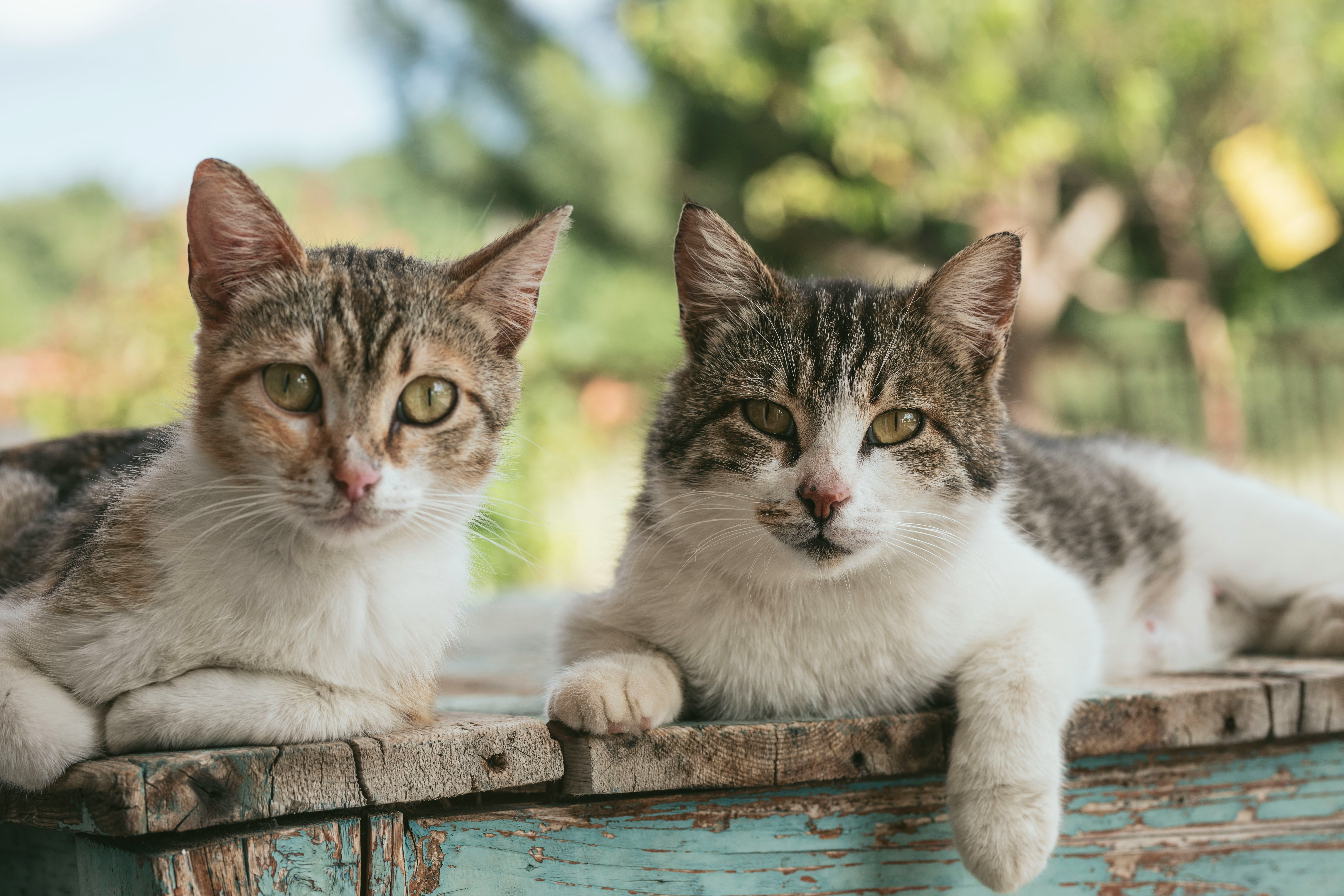 two cats on a fence