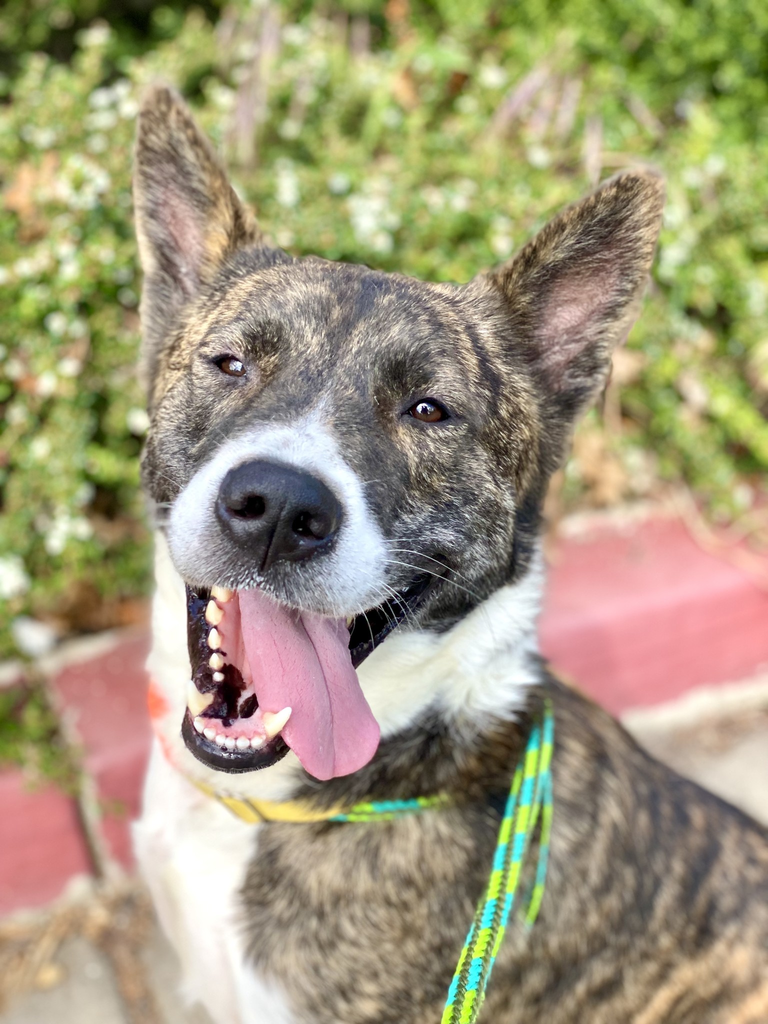 brown and white dog with tongue out