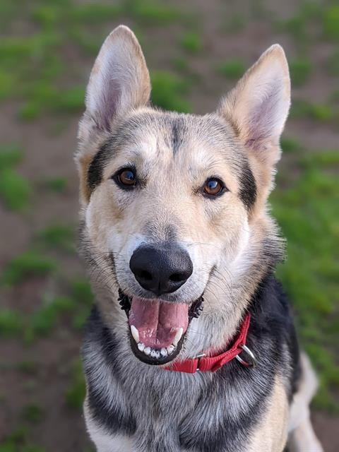 Dog smiling at camera