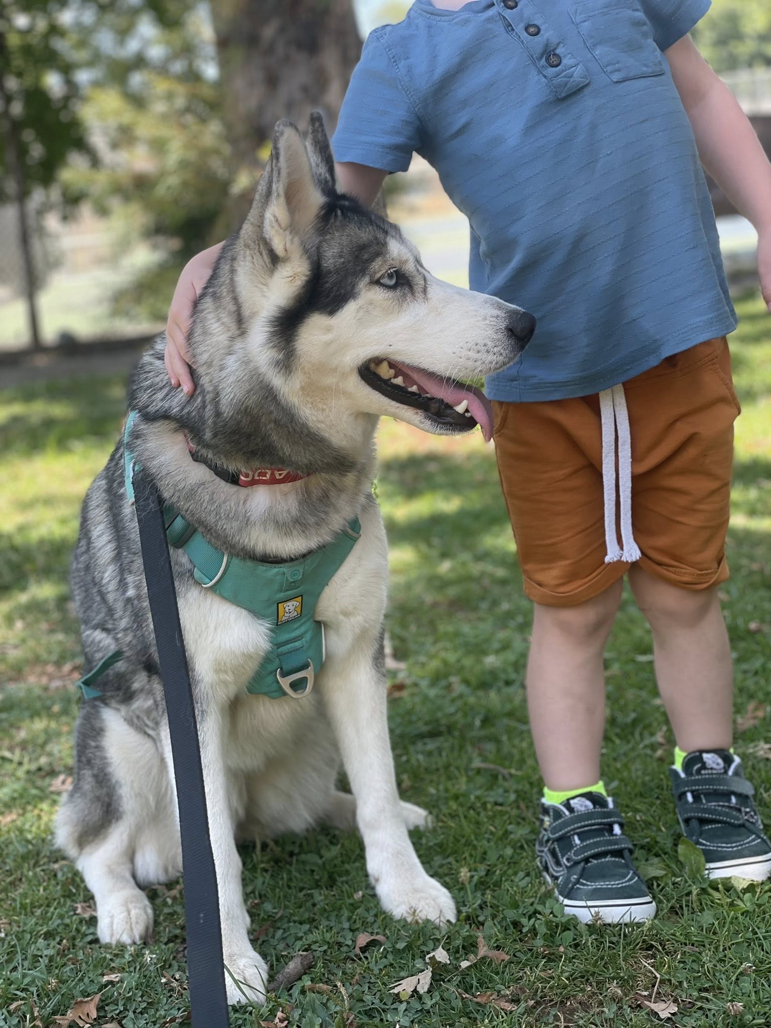 dog sitting next to a toddler outside