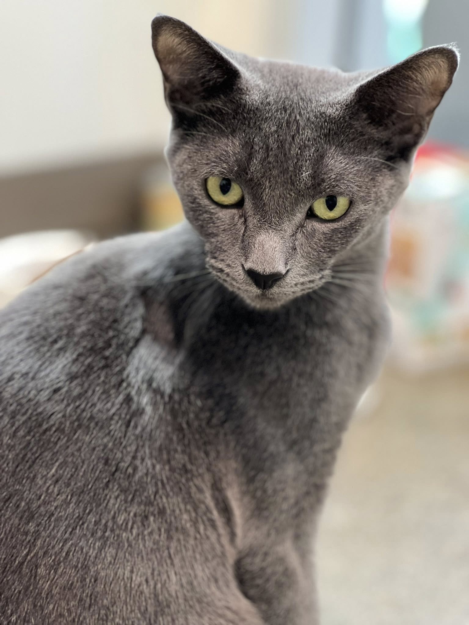 gray cat