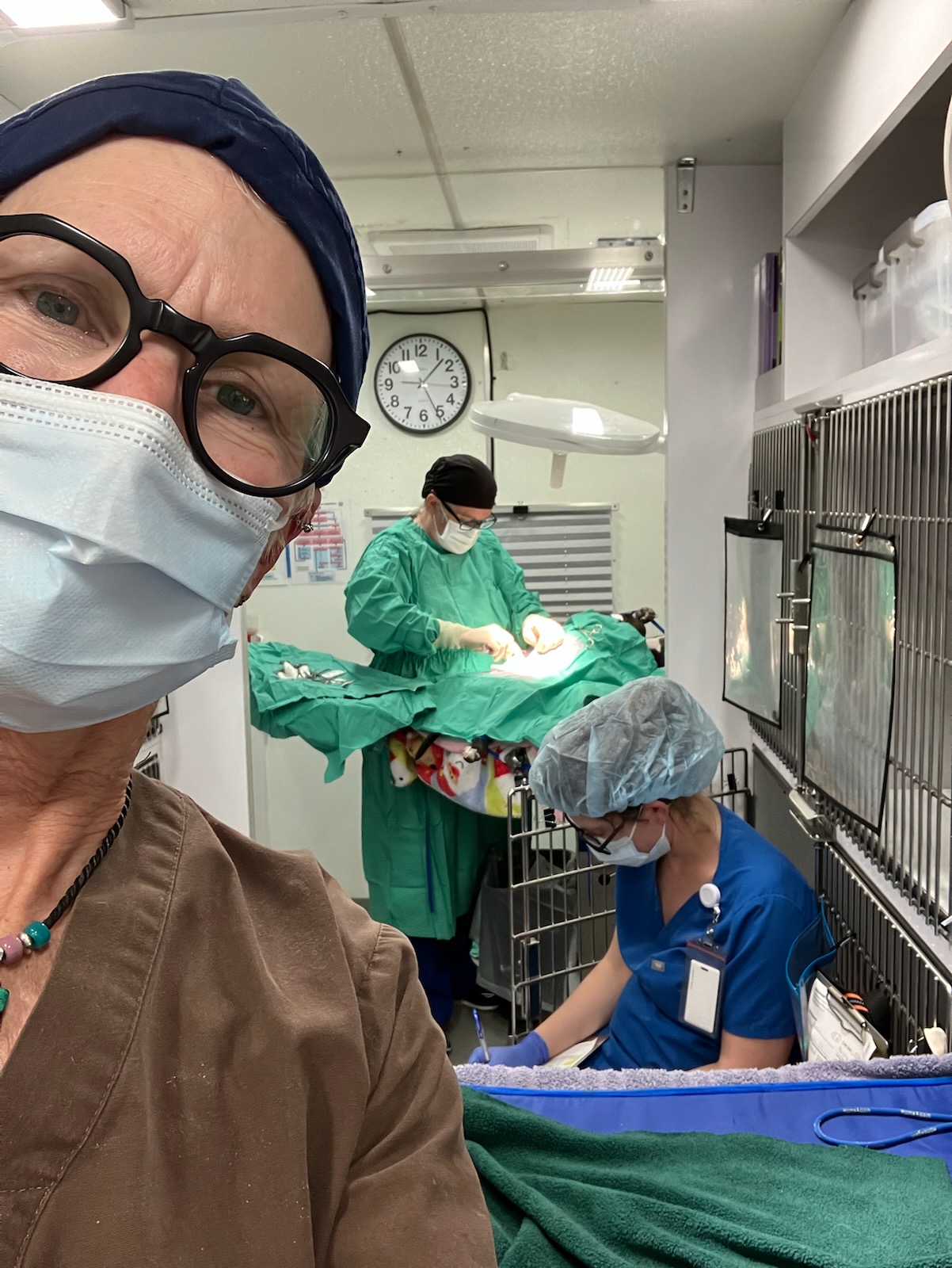 vet staff performs surgery on animal