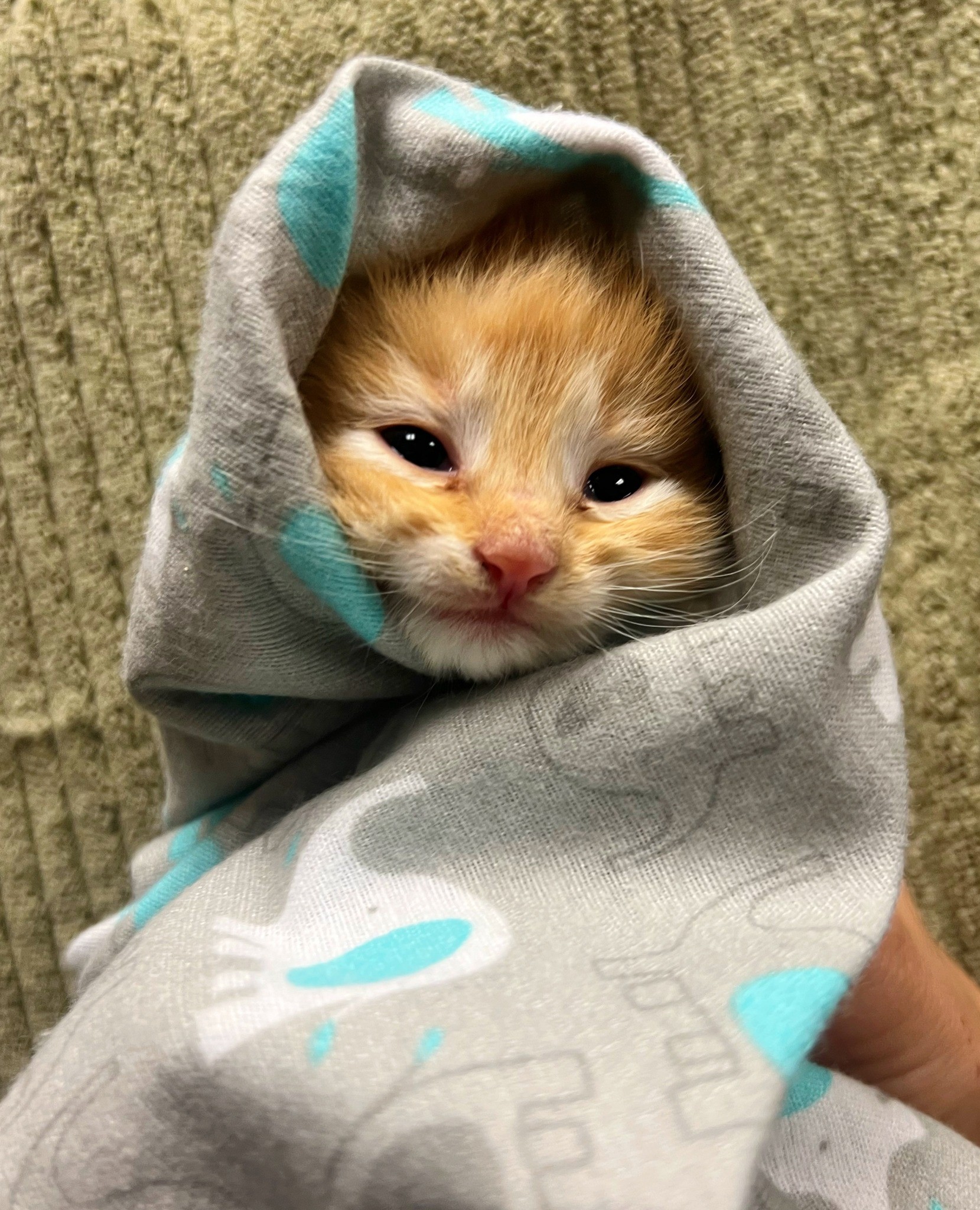 Cute cat wrapped in blanket like a burrito