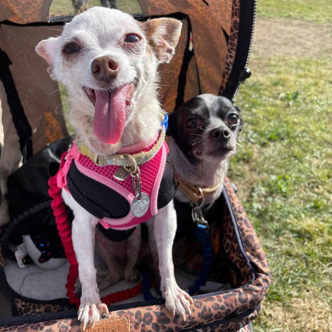 two dogs in a stroller